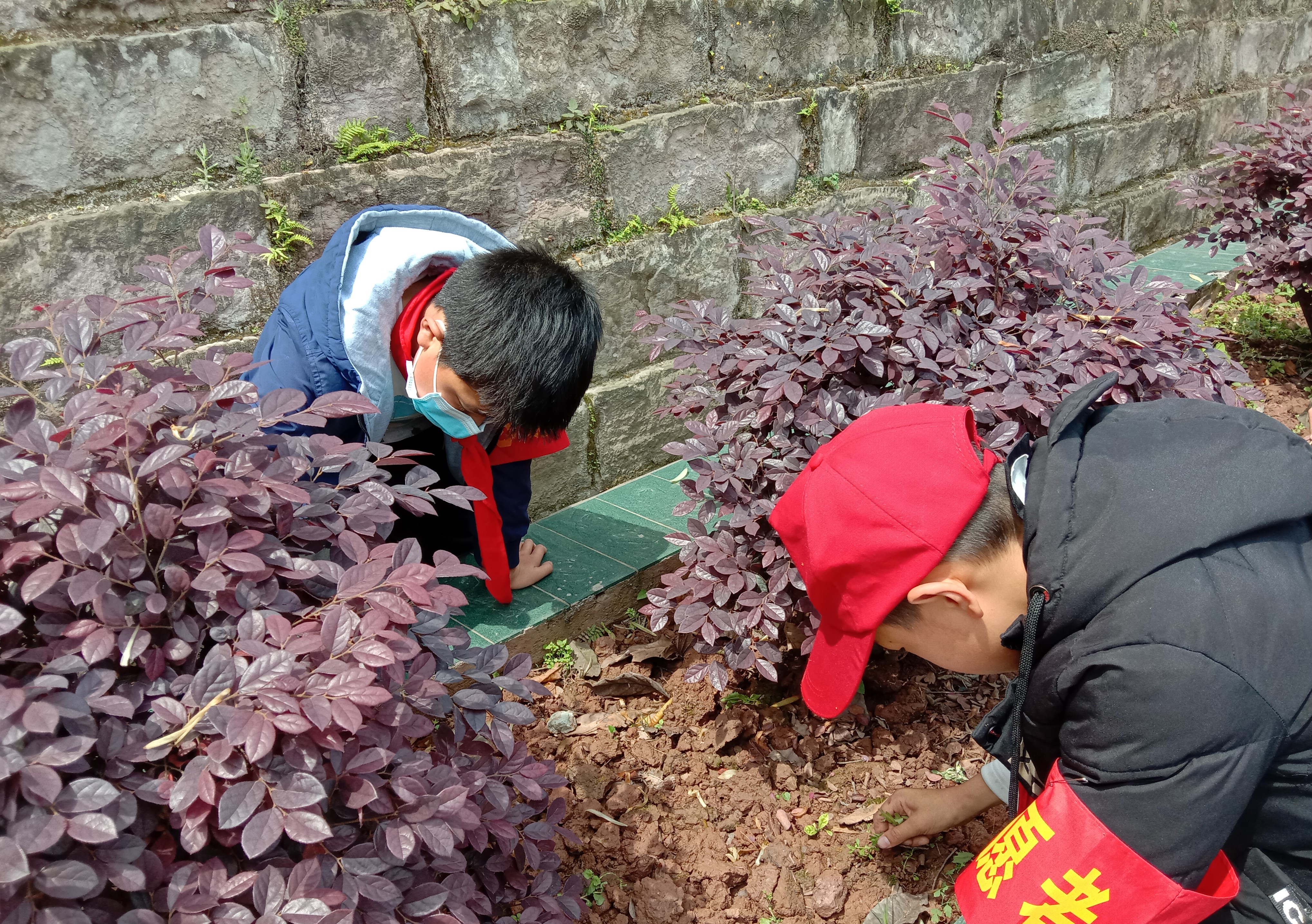 纳溪区天仙镇中心小学开展爱绿护绿活动(图3) IMG_20220402_123316.jpg