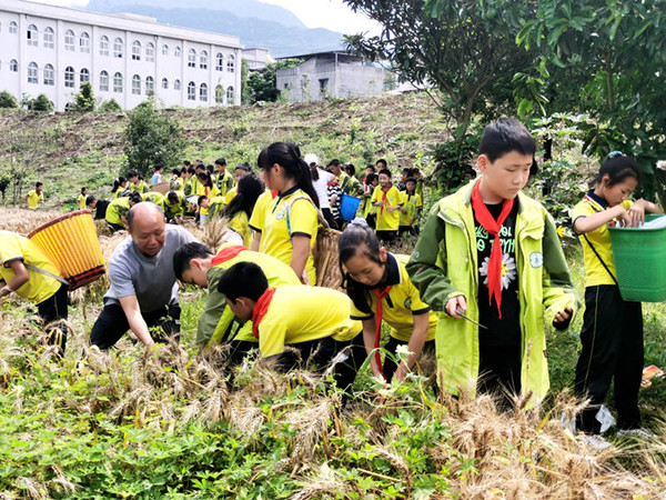 叙永县龙凤中心校师生齐心割麦忙(图5) 刘祖强老师指导学生割麦子2(付忠勤).jpg