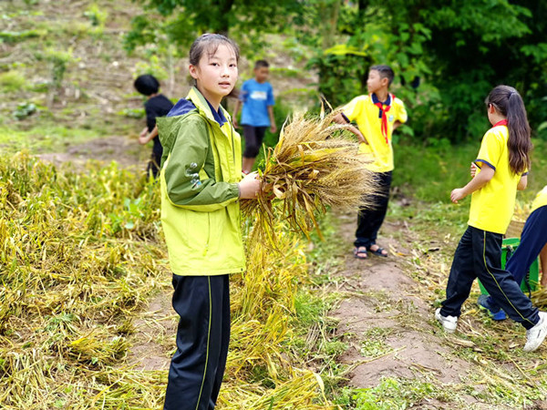 叙永县龙凤中心校师生齐心割麦忙(图6) 手握麦苗的同学.jpg