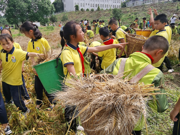 叙永县龙凤中心校师生齐心割麦忙(图7) 孩子们搬运麦子(付忠勤).jpg