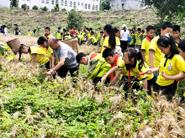 叙永县龙凤中心校师生齐心割麦忙(图3) 刘祖强老师指导学生割麦子(付忠勤).jpg