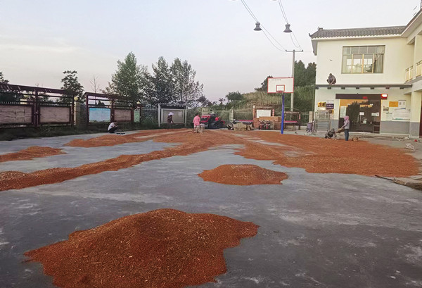 古蔺二郎镇:红粮铺就“振兴路”“黄土地”长出“金穗子”(图4) 微信图片_20220829085318.jpg
