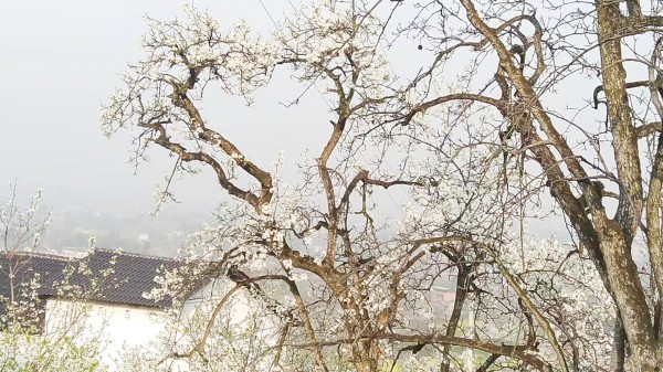 泸州:酒城诗会梨花诗会“绽”丹林 马力、彭传鼎分获一等奖(图2) 微信图片_20230312135755.jpg