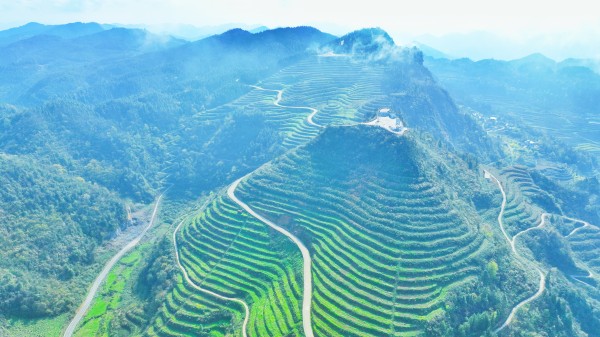 古蔺皇华马洱山惊现“世外茶源”(图5) 微信图片_20230330162839.jpg