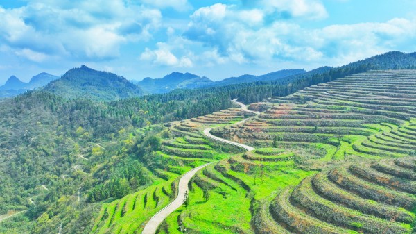 古蔺皇华马洱山惊现“世外茶源”(图6) 微信图片_20230330162847.jpg