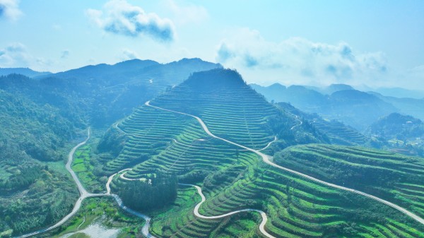 古蔺皇华马洱山惊现“世外茶源”(图2) 微信图片_20230330162756.jpg