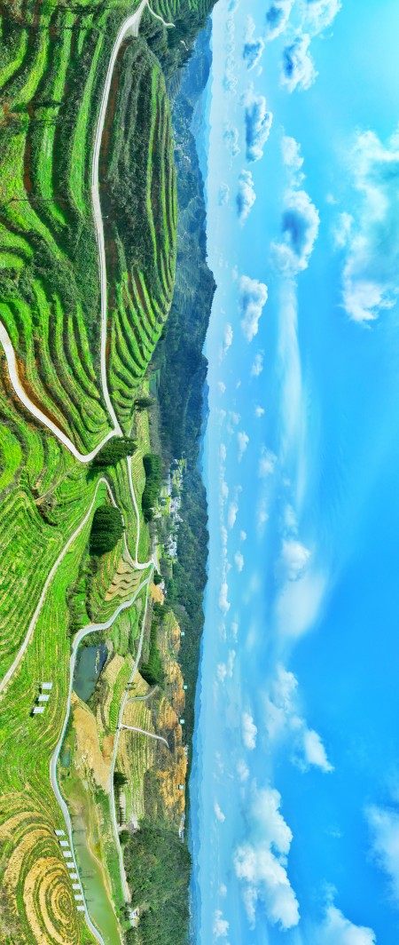 古蔺皇华马洱山惊现“世外茶源”(图4) 微信图片_20230330162900.jpg