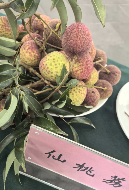 仙桃荔:一颗荔枝的产业革新启示录(图2) 图片1.png