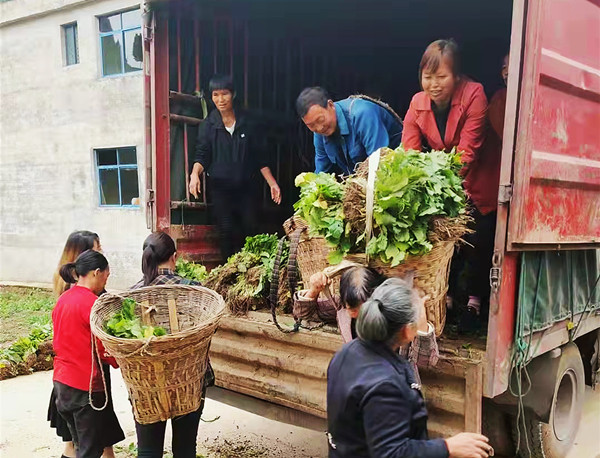 古蔺丹桂镇:修复灾毁地 种下“幸福”苗(图3) 古蔺丹桂镇:修复灾毁地 种下“幸福”苗(图3)