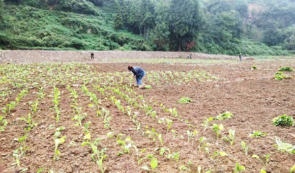 古蔺丹桂镇:修复灾毁地 种下“幸福”苗(图4) 古蔺丹桂镇:修复灾毁地 种下“幸福”苗(图4)