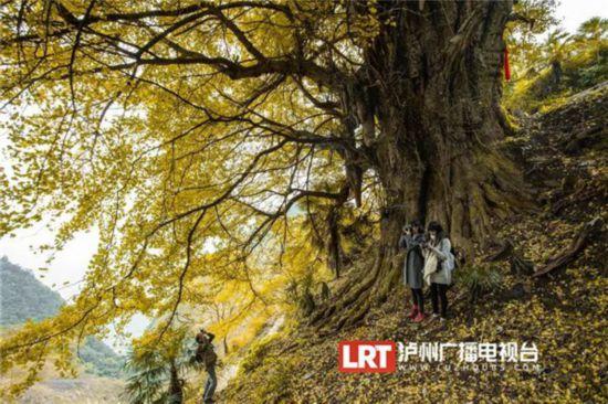 泸州叙永2200岁古银杏拟这样升级(图2) 泸州叙永2200岁古银杏拟这样升级(图2)