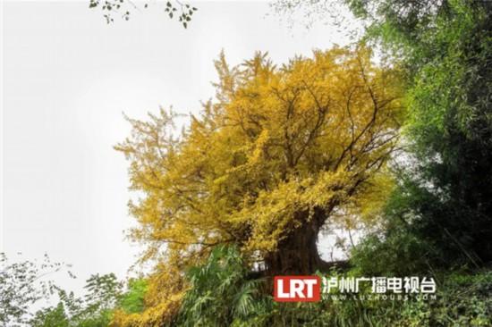 泸州叙永2200岁古银杏拟这样升级(图3) 泸州叙永2200岁古银杏拟这样升级(图3)