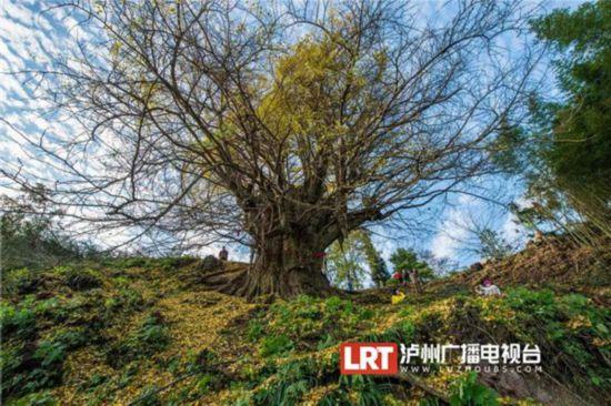 泸州叙永2200岁古银杏拟这样升级(图1) 泸州叙永2200岁古银杏拟这样升级(图1)