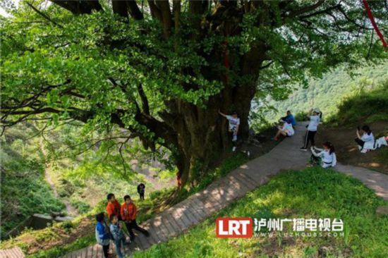泸州叙永2200岁古银杏拟这样升级(图5) 泸州叙永2200岁古银杏拟这样升级(图5)