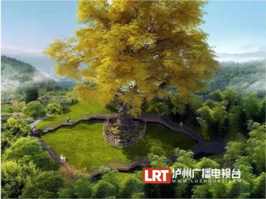 泸州叙永2200岁古银杏拟这样升级(图4) 泸州叙永2200岁古银杏拟这样升级(图4)