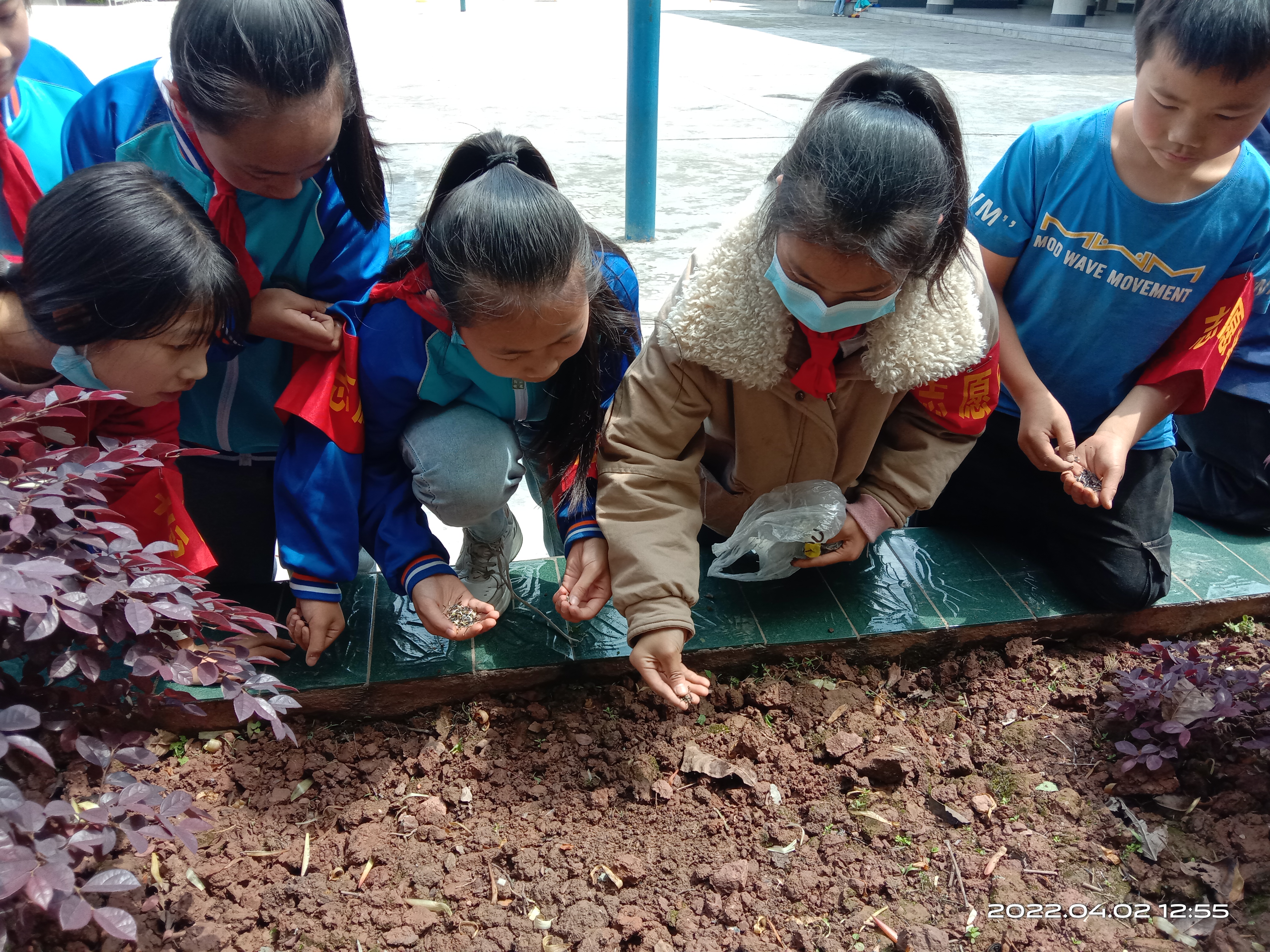 纳溪区天仙镇中心小学开展爱绿护绿活动