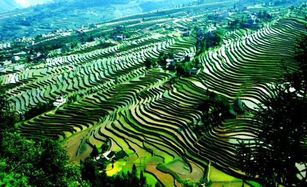 凤凰梯田.jpg