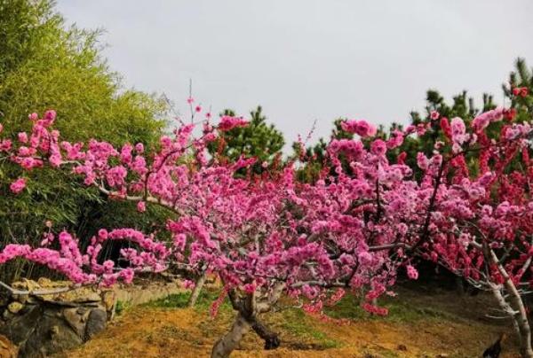 泸州《桃花岛赋》