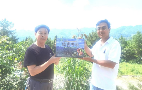 古蔺：浮云香桃  欢迎品尝
