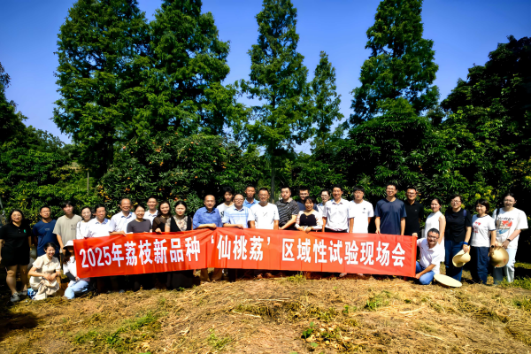 仙桃荔：一颗荔枝的产业革新启示录