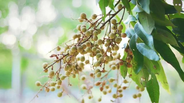 四川 · 泸州：年味浓，不只在佳酿(图27)
