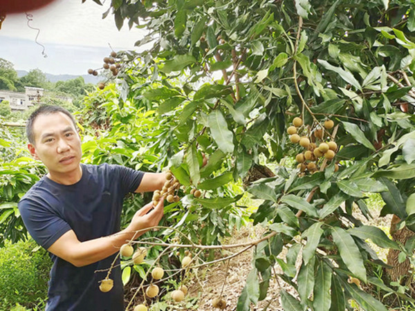 遭遇“小年” 今年泸州桂圆“身价高”