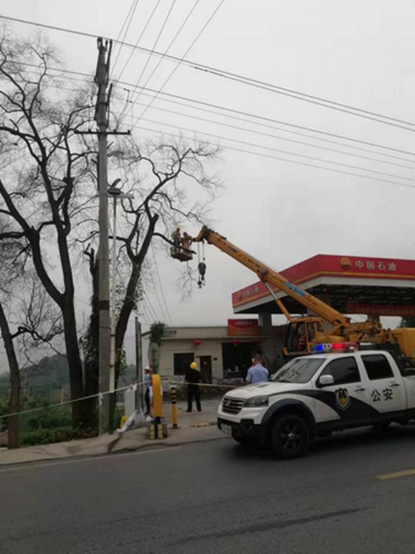 江阳区丹林镇开展加油站枯树排危行动(图1)